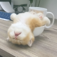 猛料视频下载